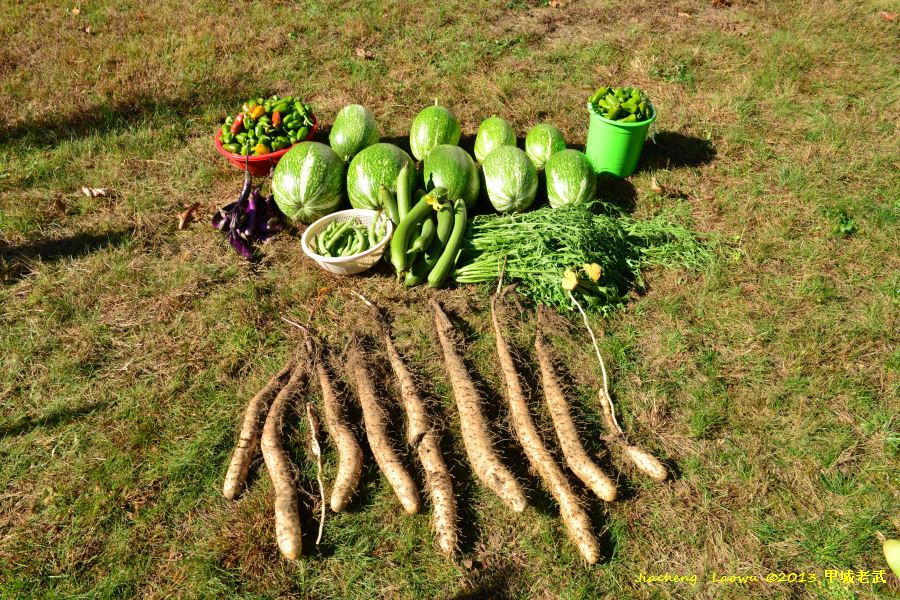 all vegitables together