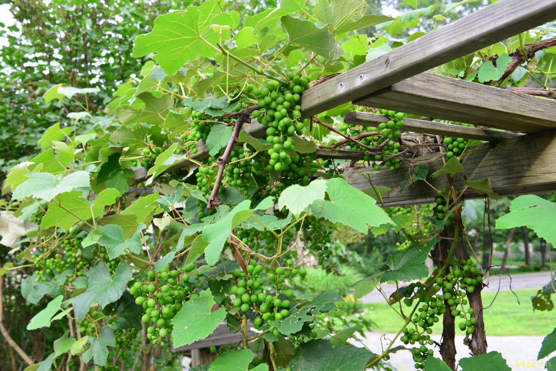 Vegitable Garden