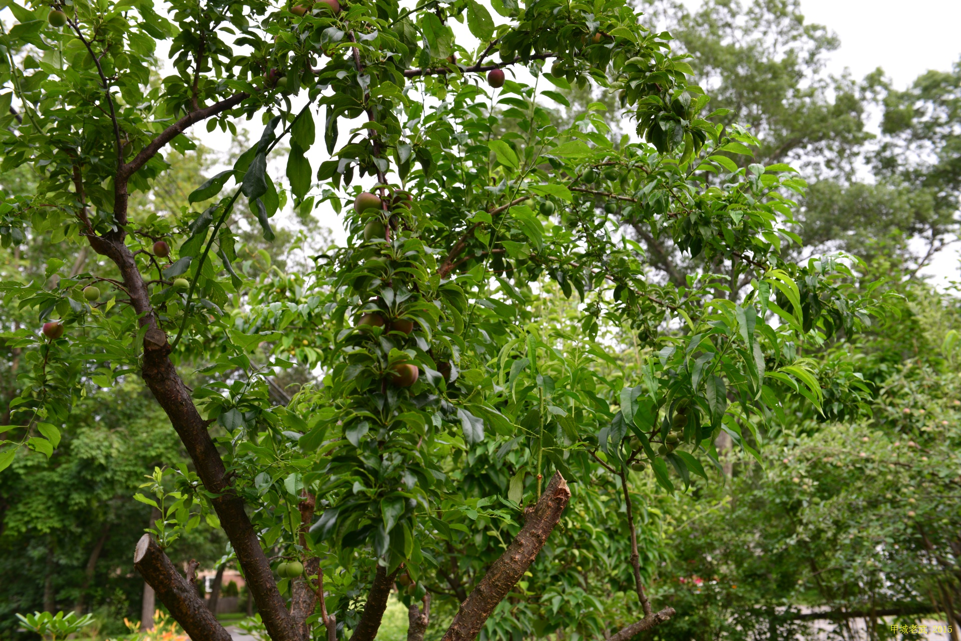 Vegitable Garden