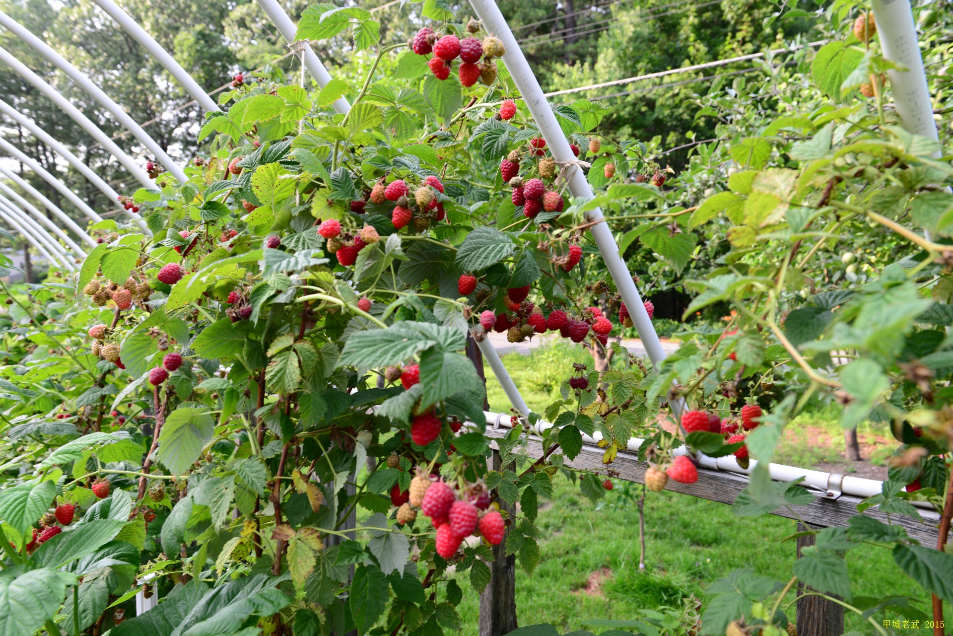 Vegitable Garden