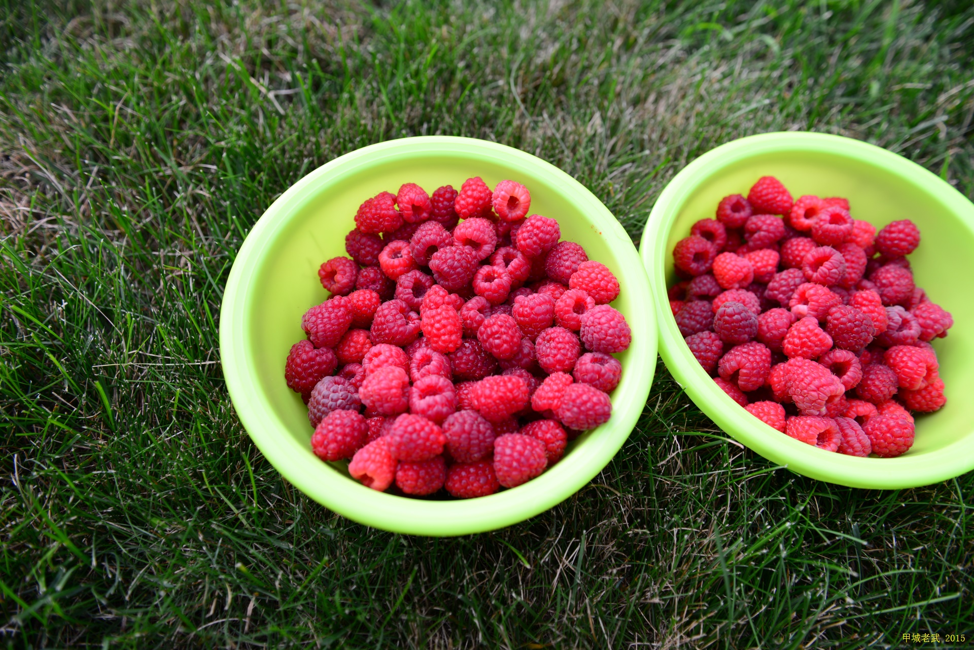 Vegitable Garden