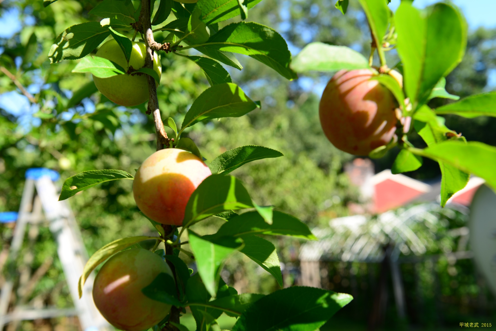 Vegitable Garden