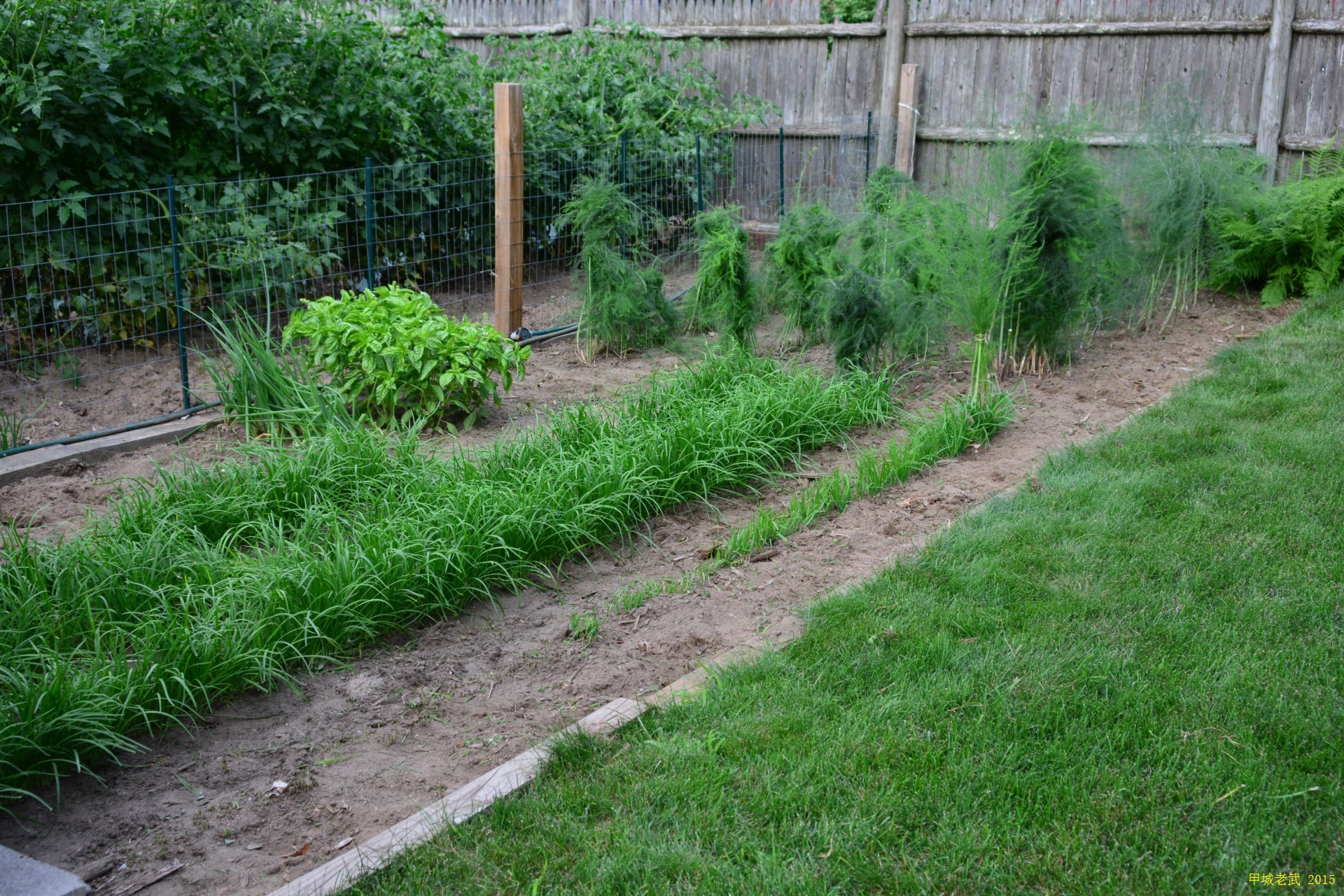 Vegitable Garden