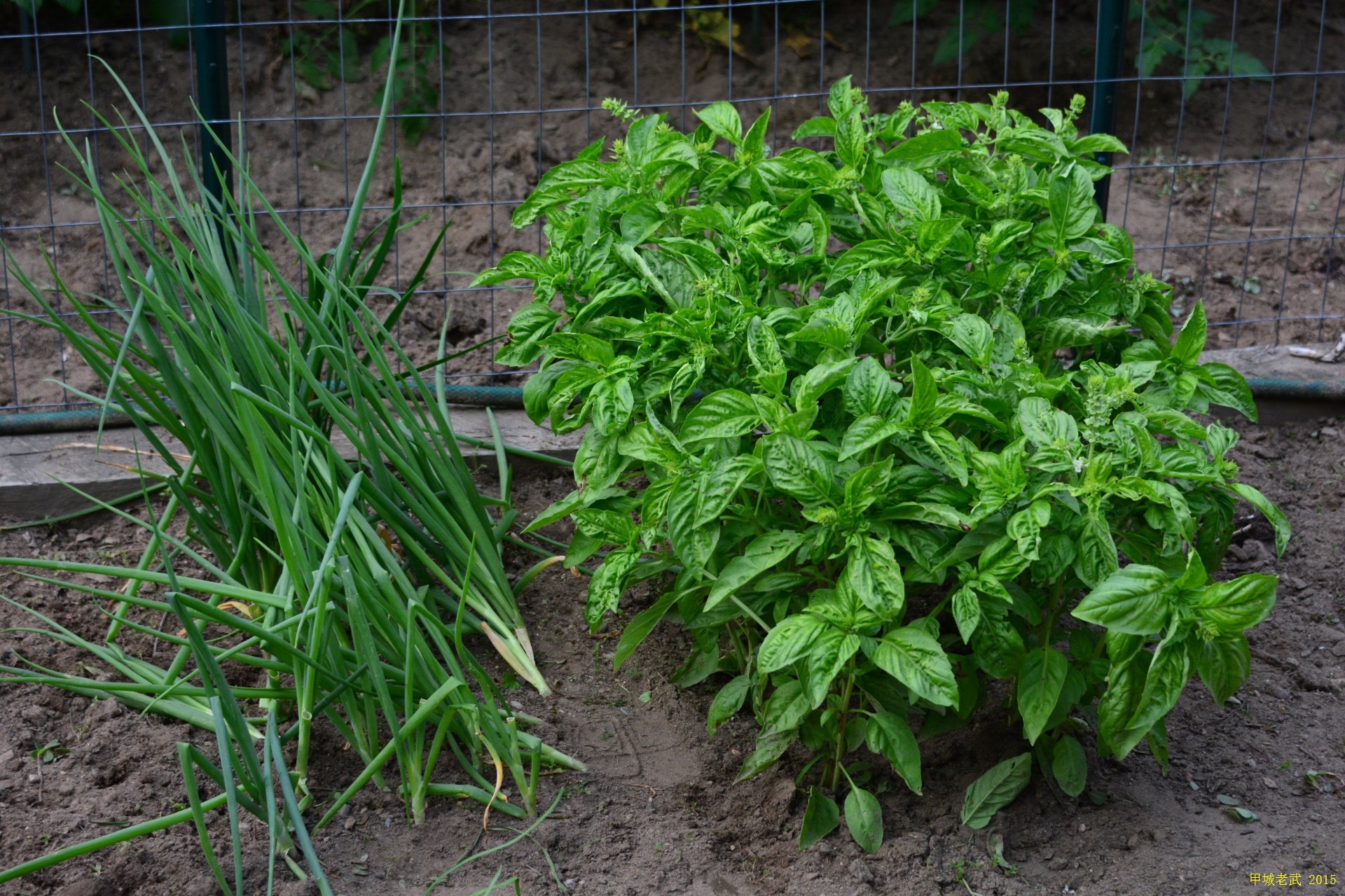 Vegitable Garden