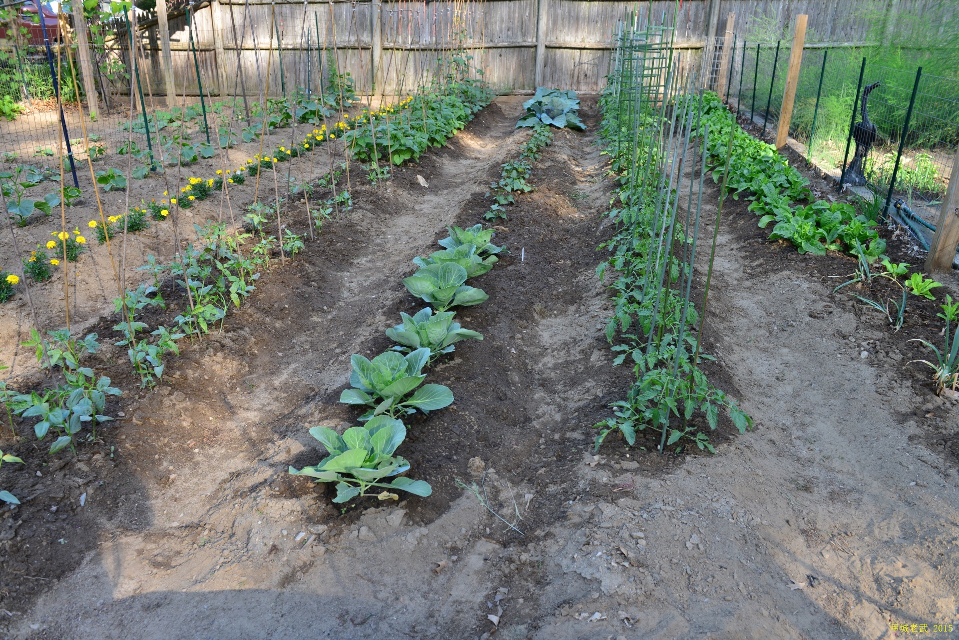 Vegitable Garden