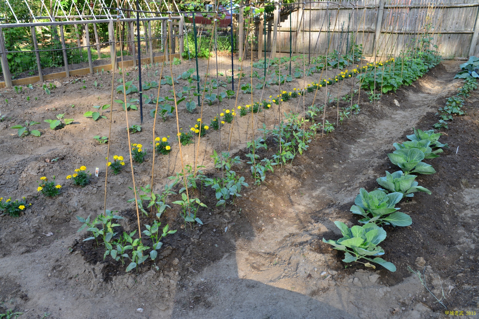 Vegitable Garden