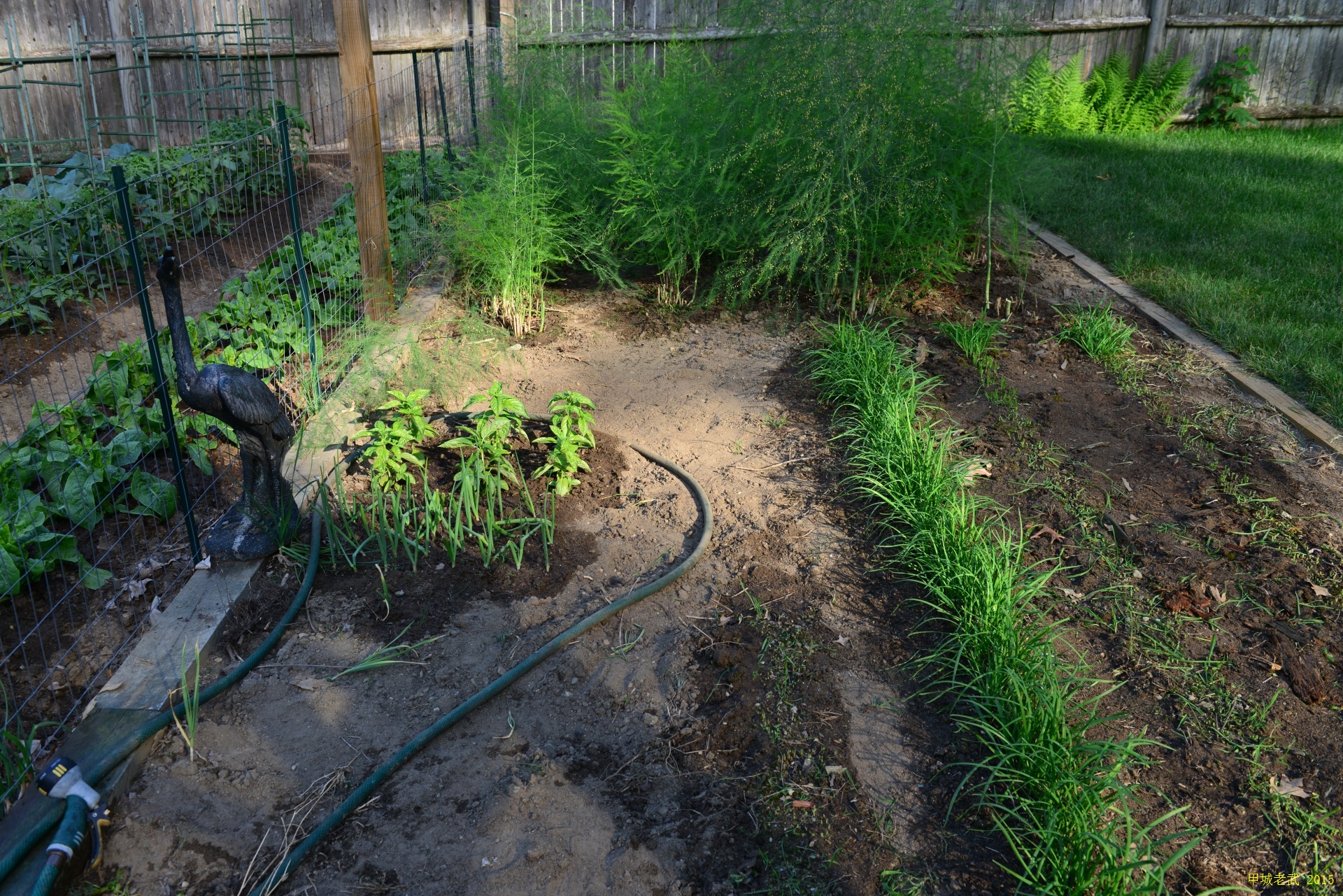 Vegitable Garden