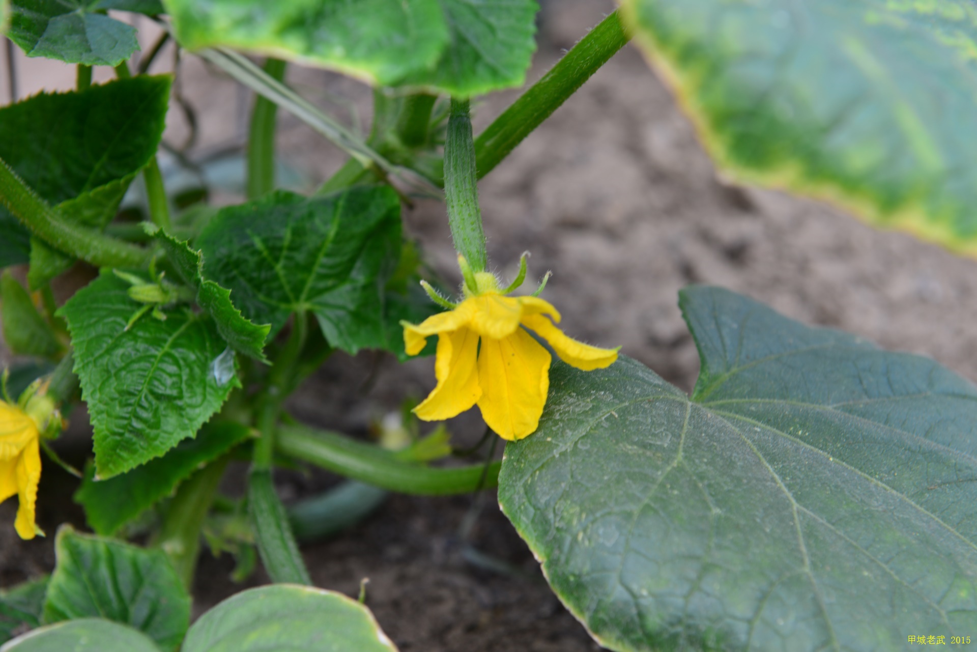 Vegitable Garden