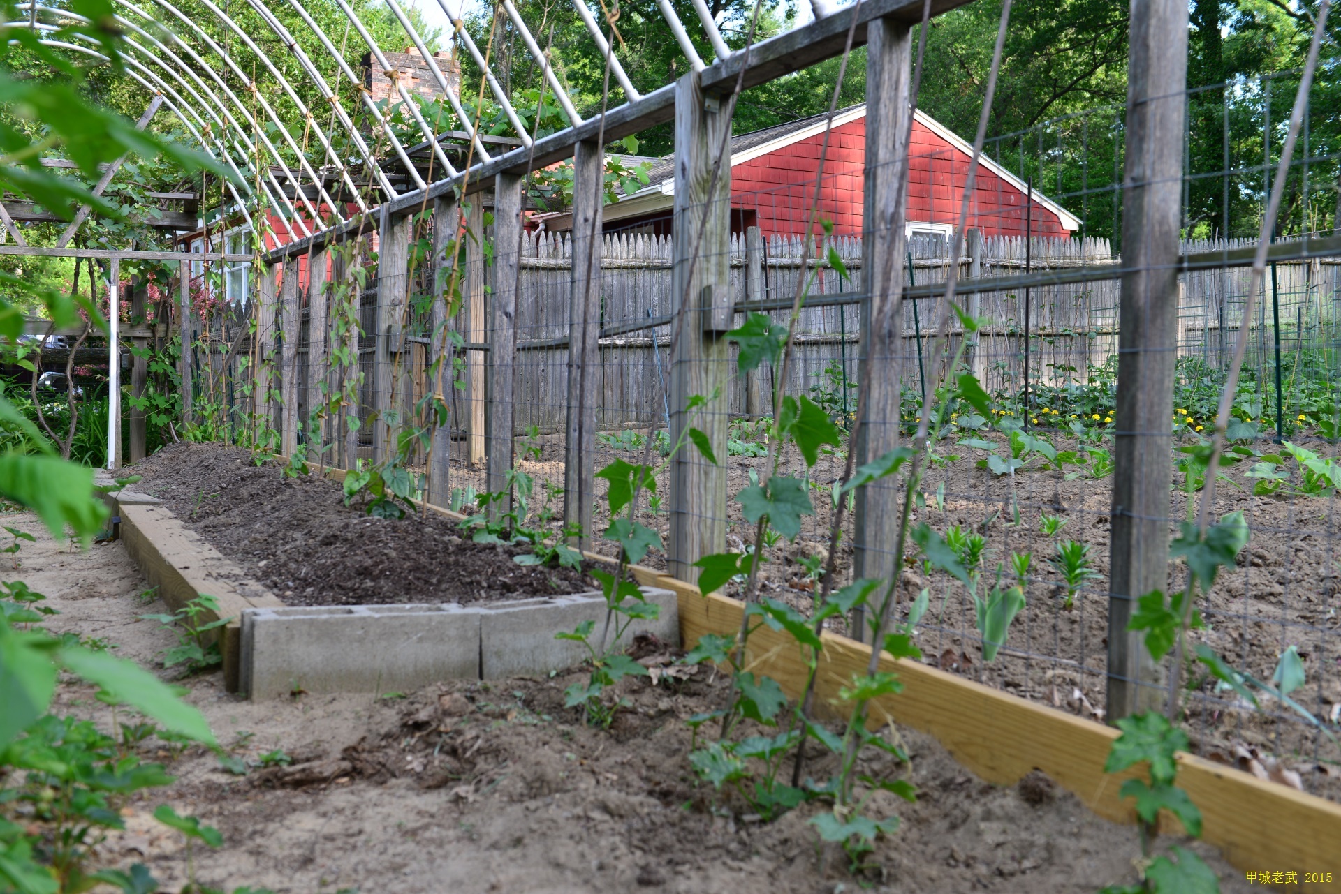 Vegitable Garden