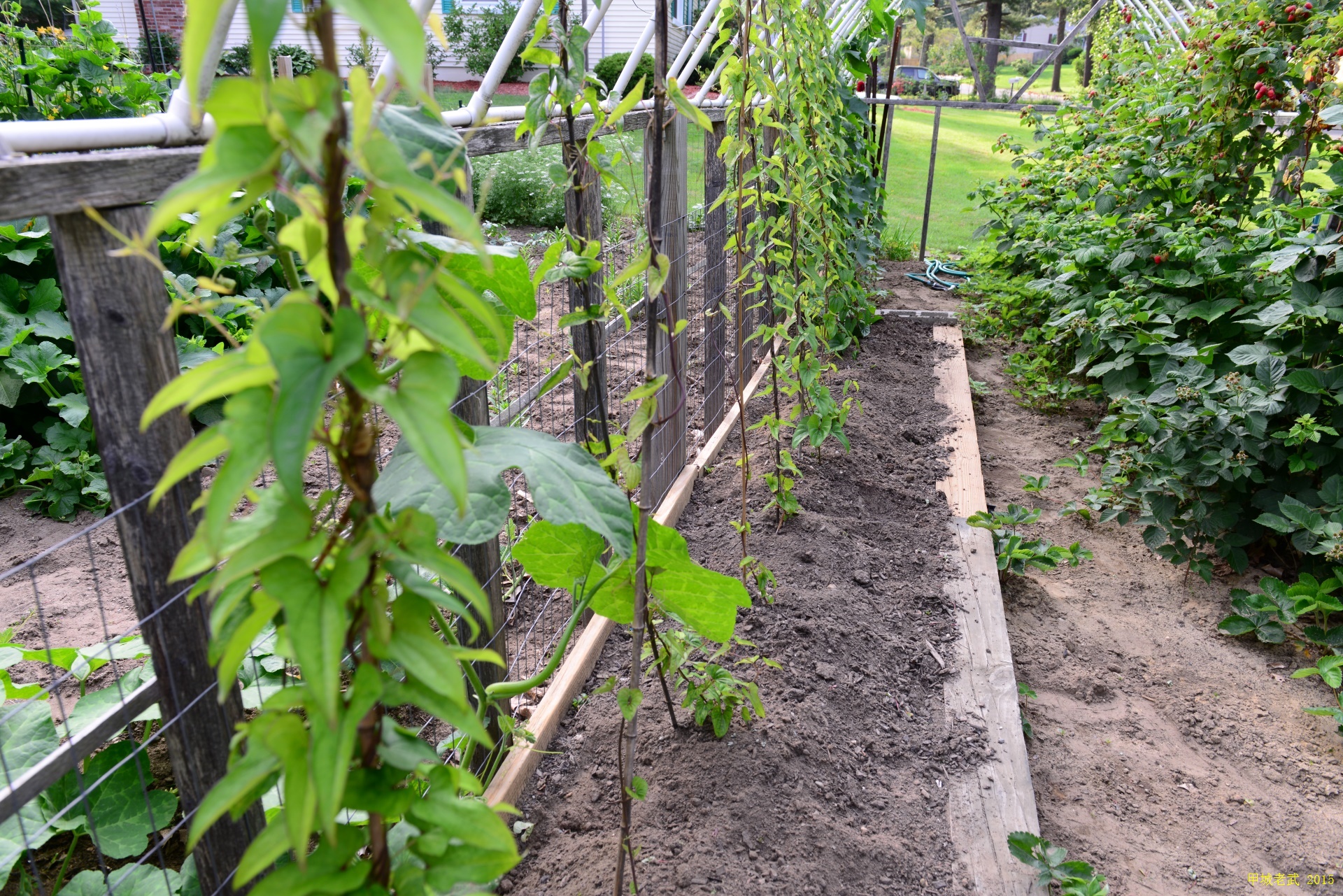 Vegitable Garden