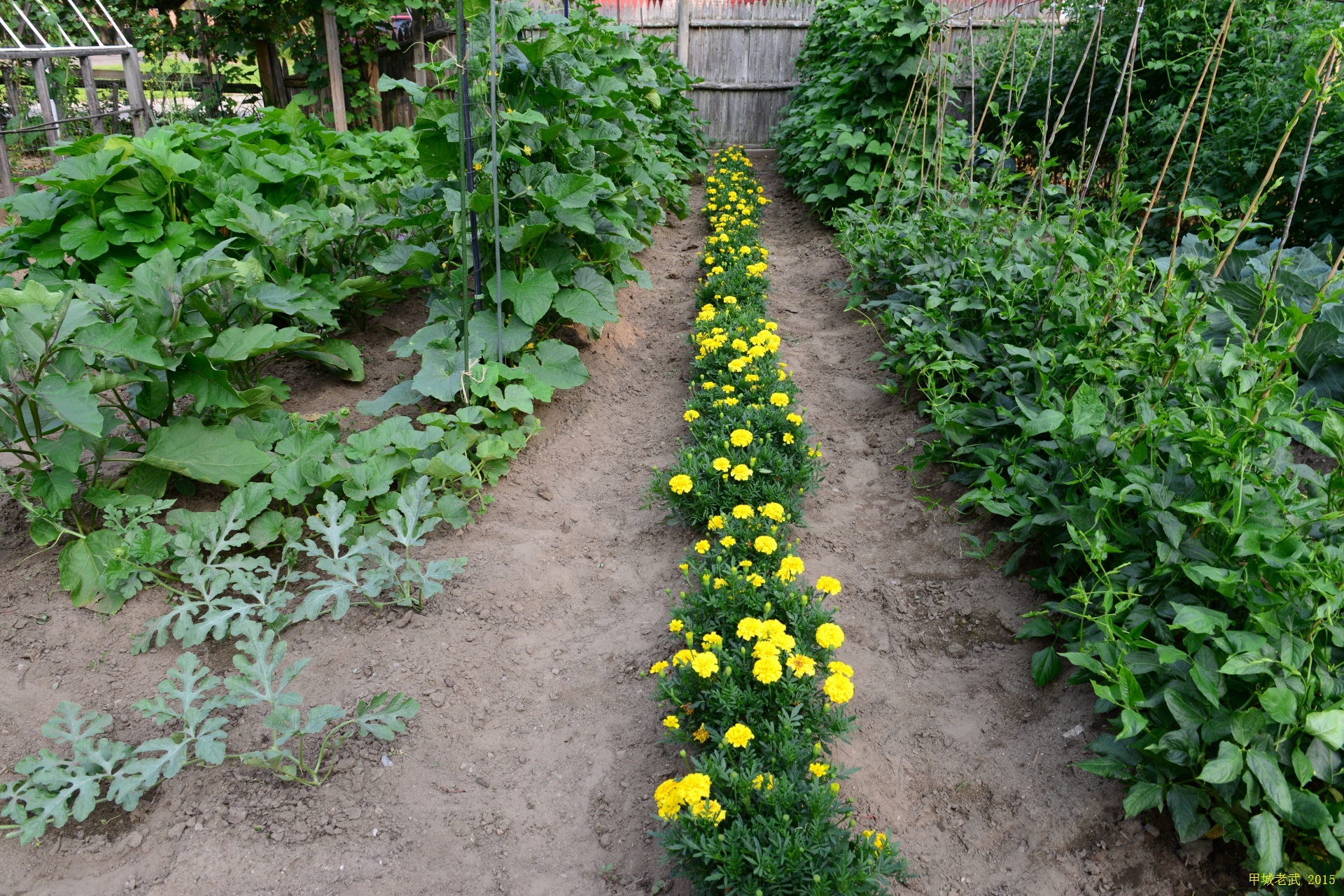 Vegitable Garden