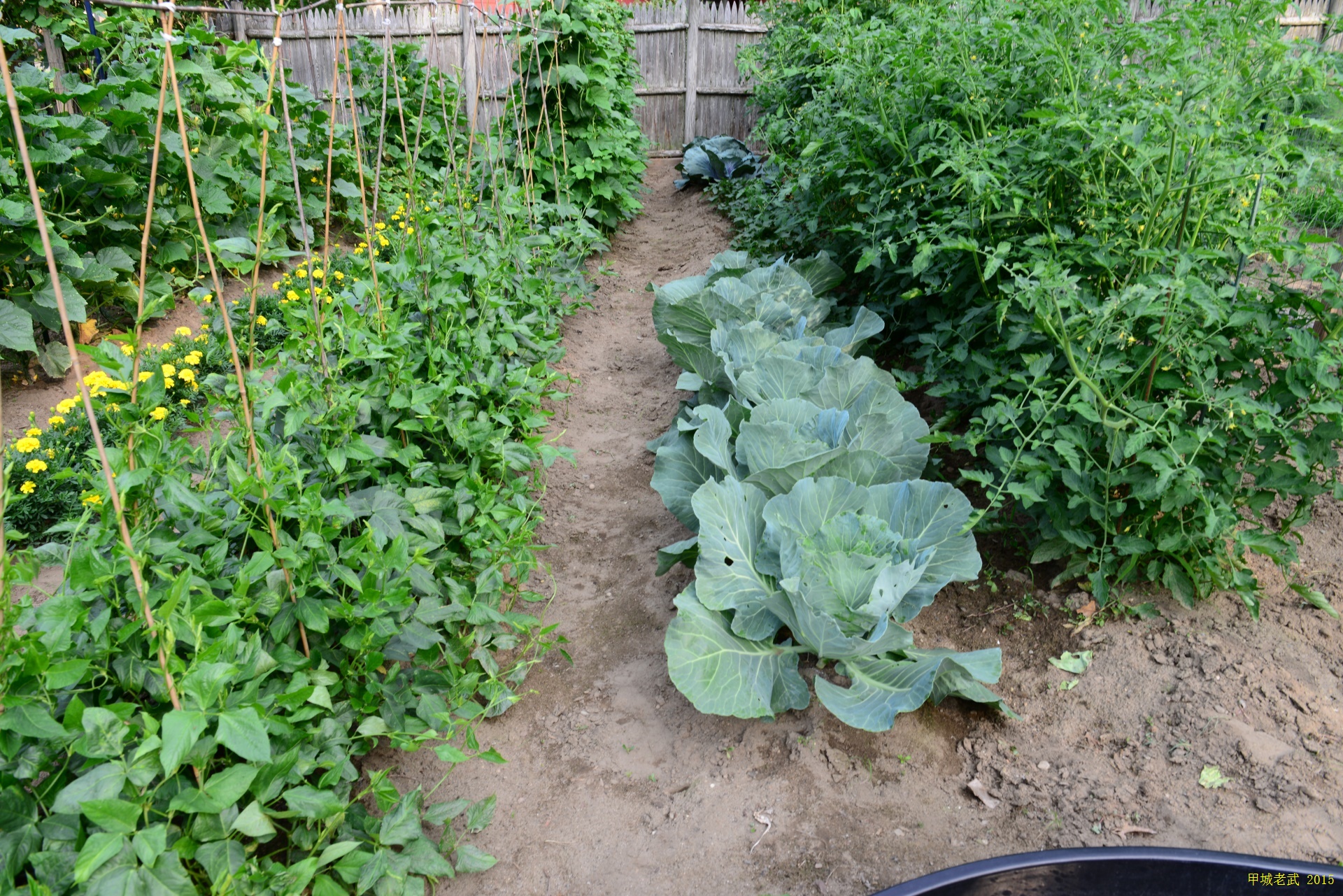 Vegitable Garden