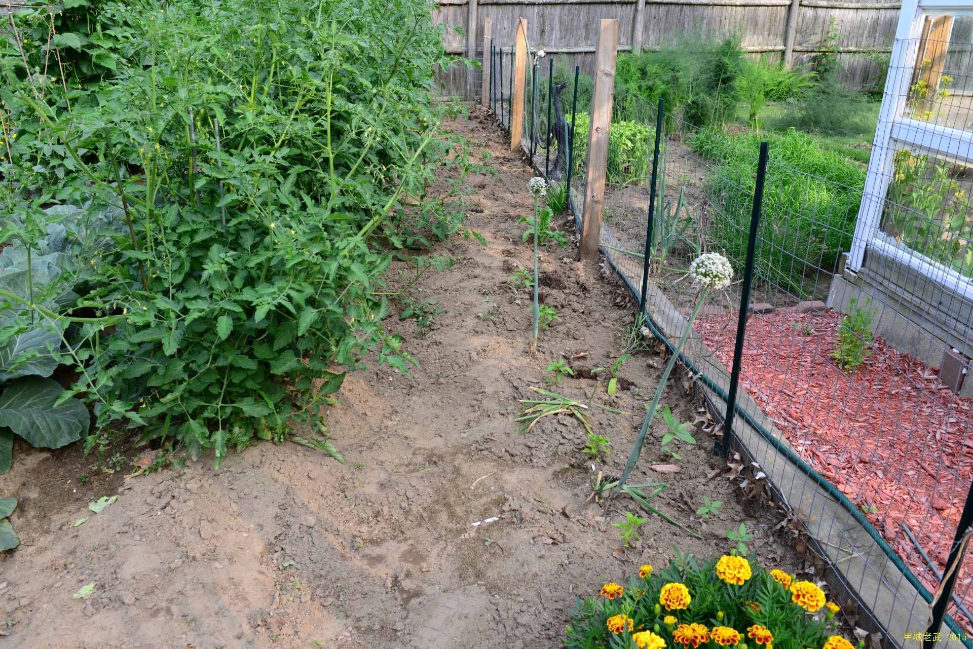 Vegitable Garden