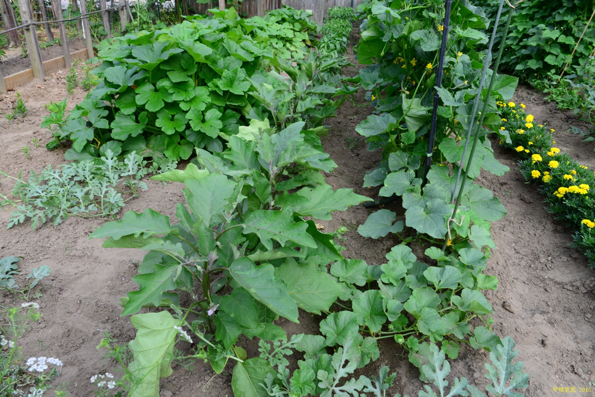 Vegitable Garden