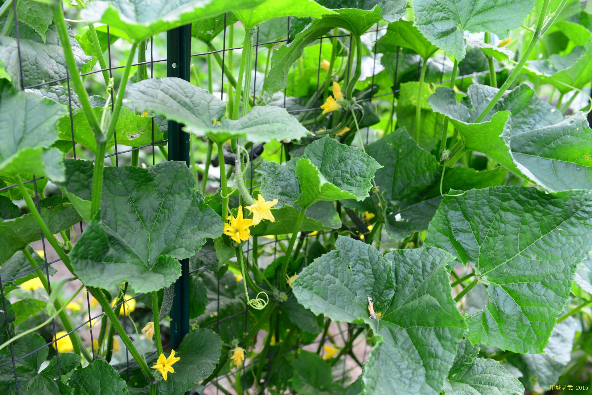 Vegitable Garden