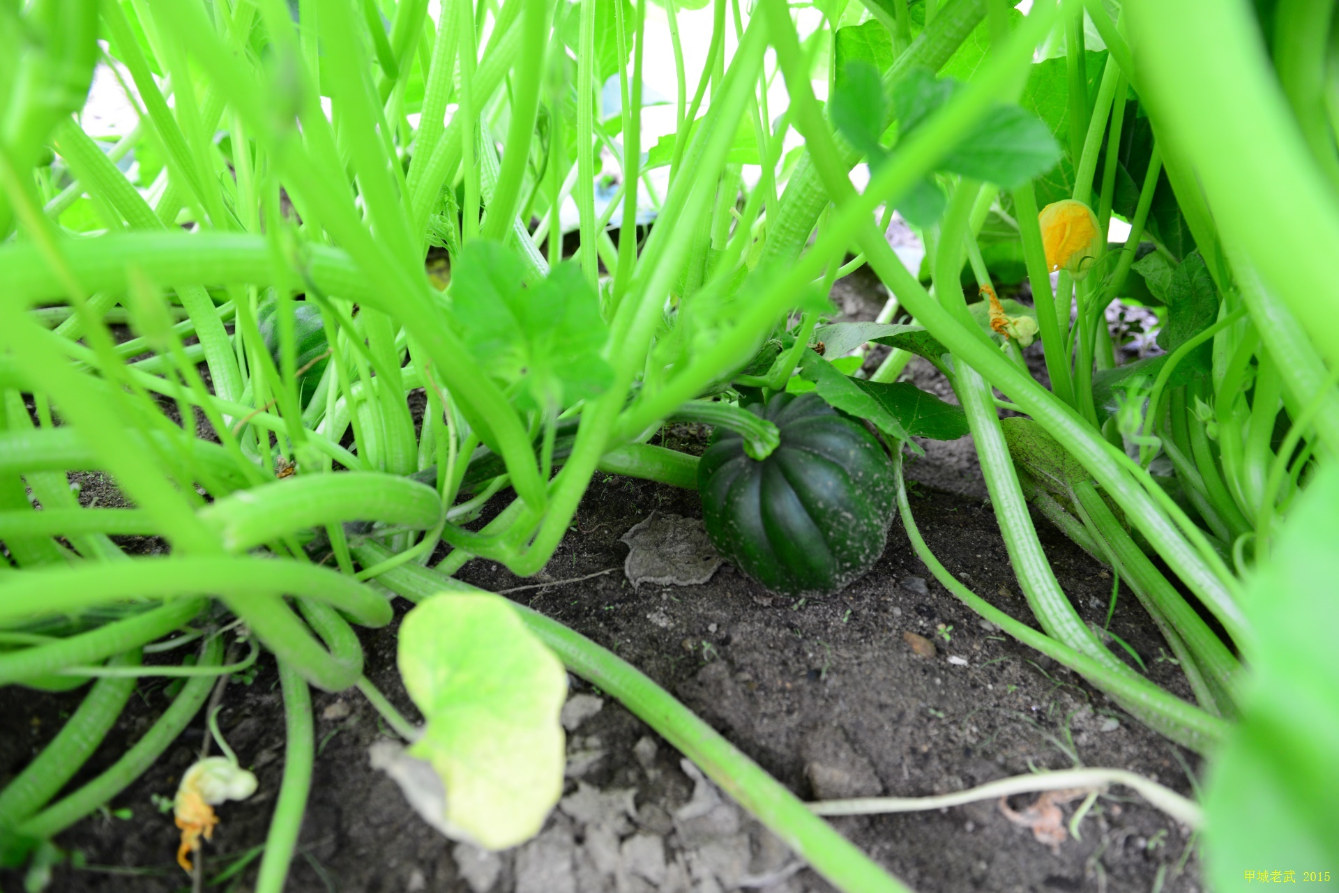 Vegitable Garden