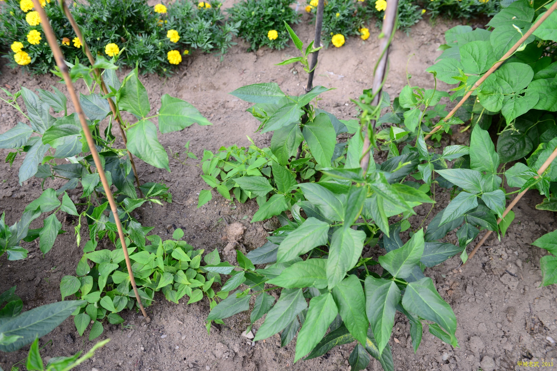 Vegitable Garden