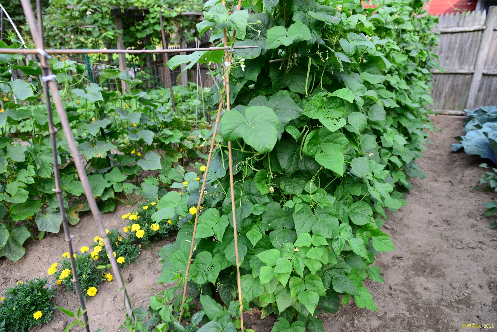 Vegitable Garden