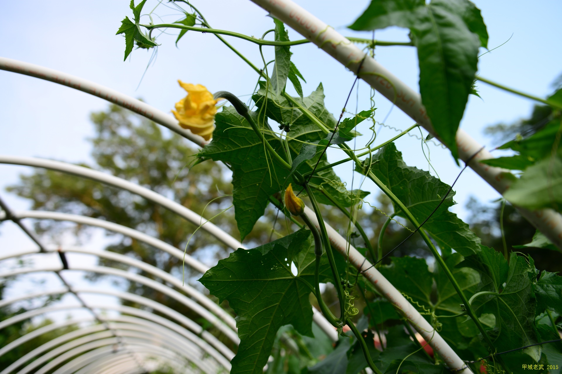 Vegitable Garden