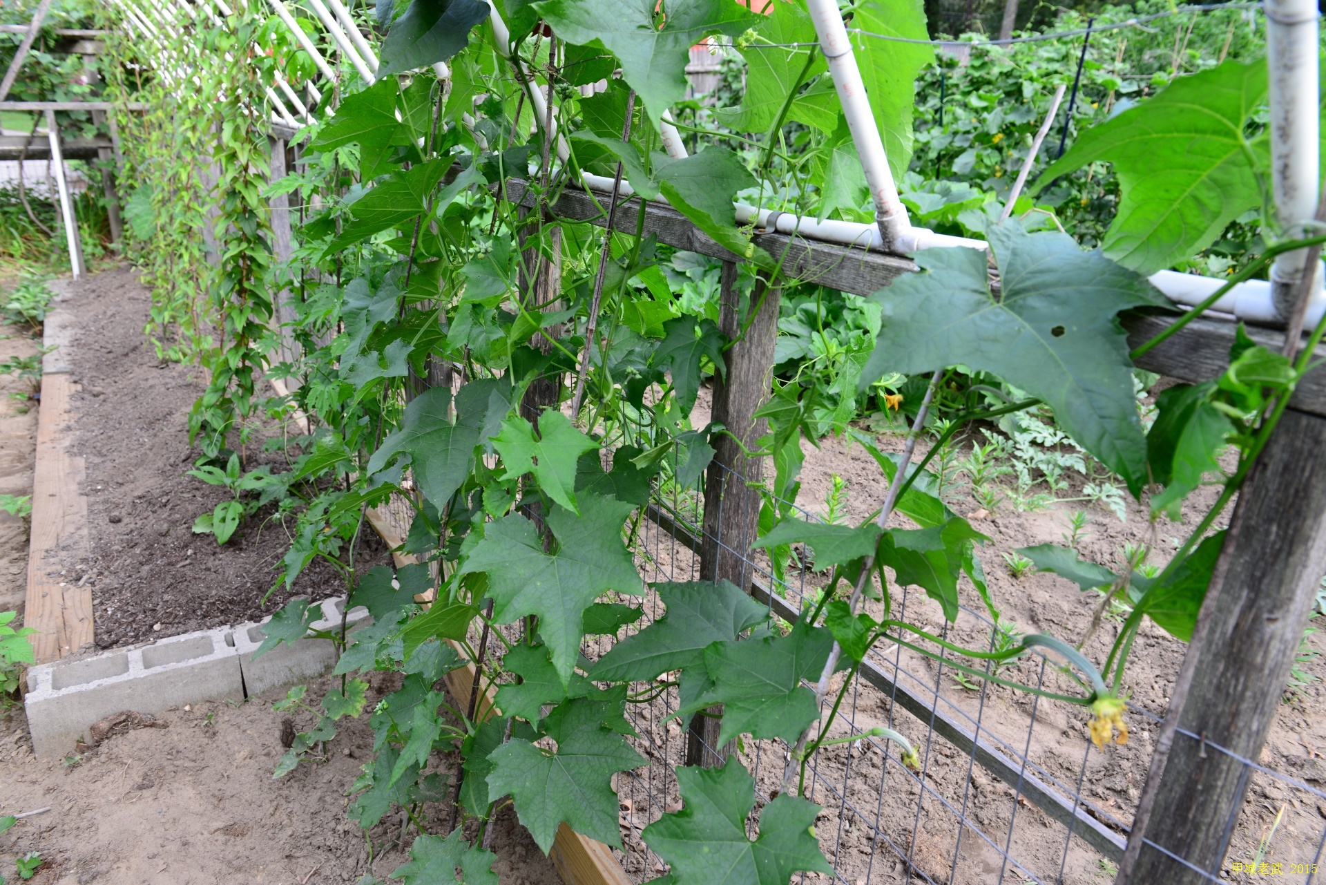 Vegitable Garden
