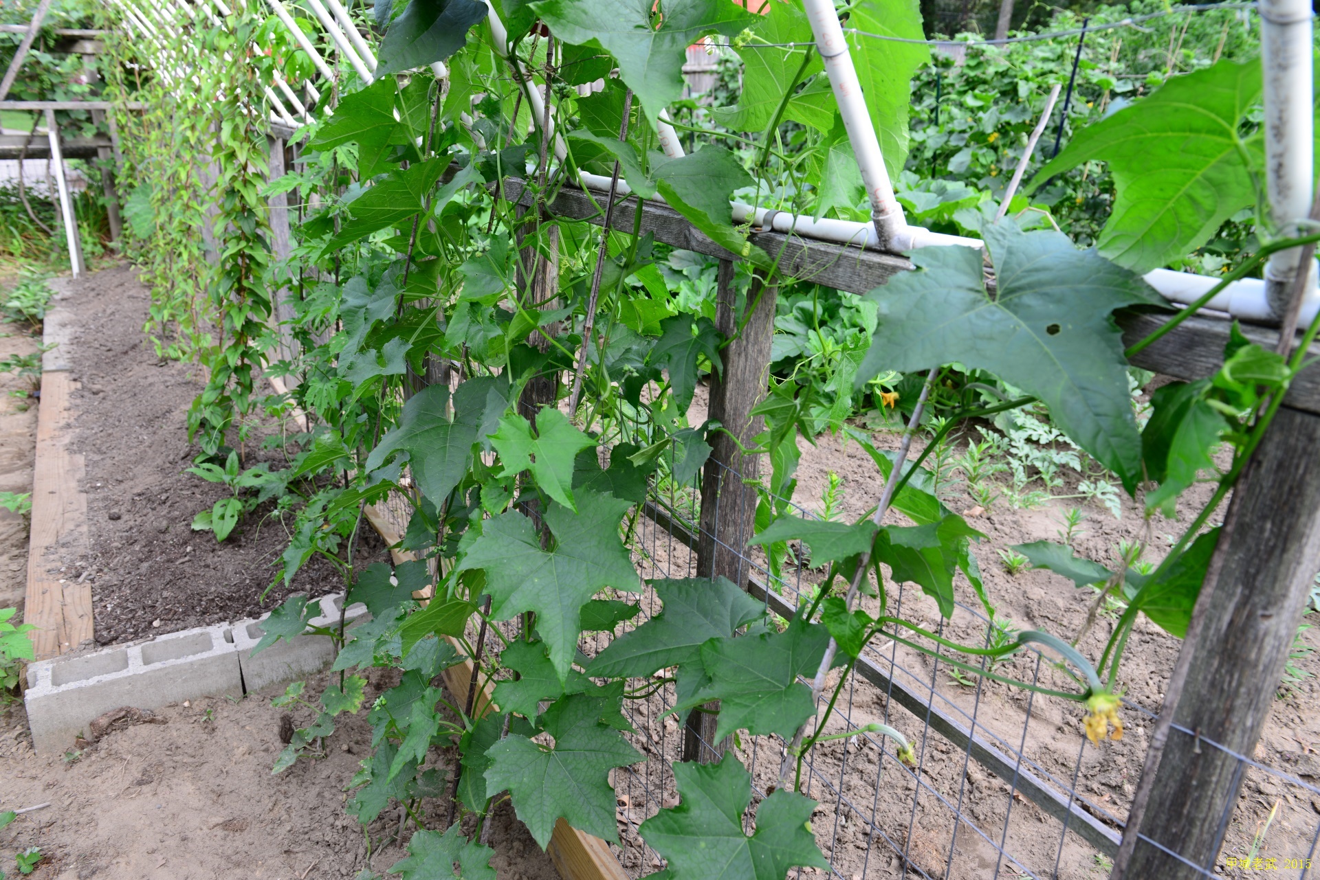 Vegitable Garden