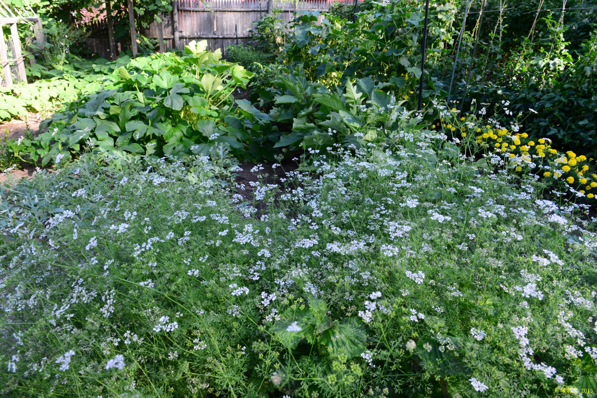 Vegitable Garden