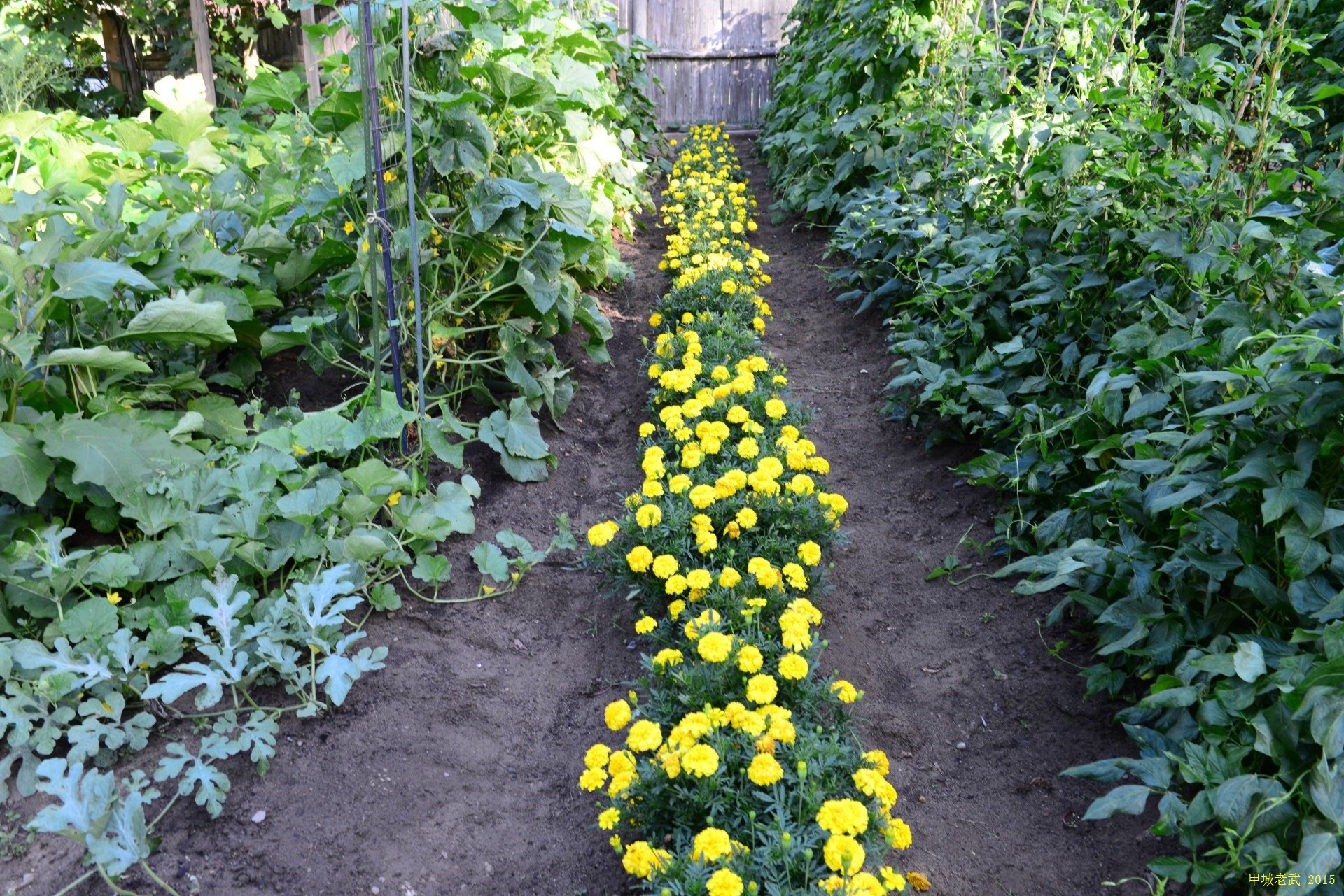 Vegitable Garden