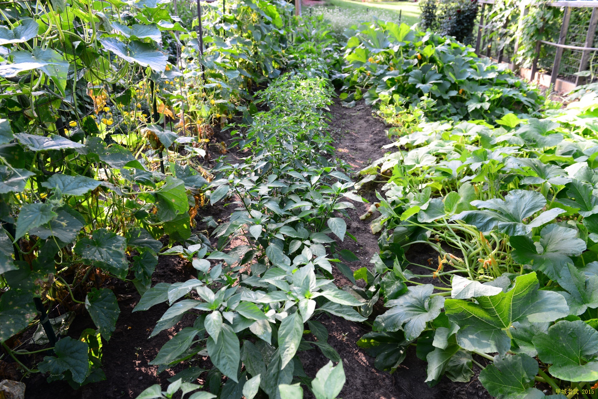 Vegitable Garden