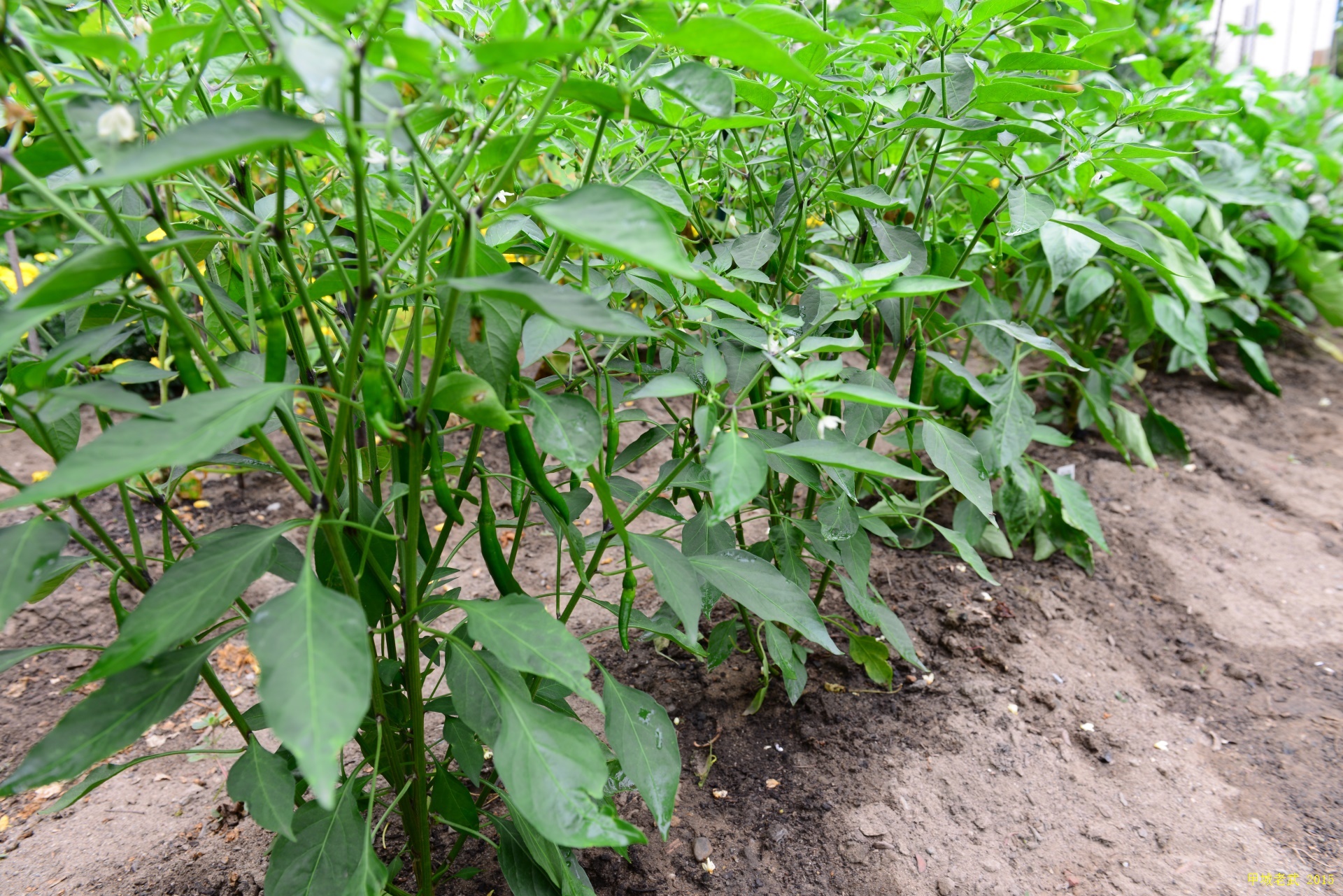 Vegitable Garden