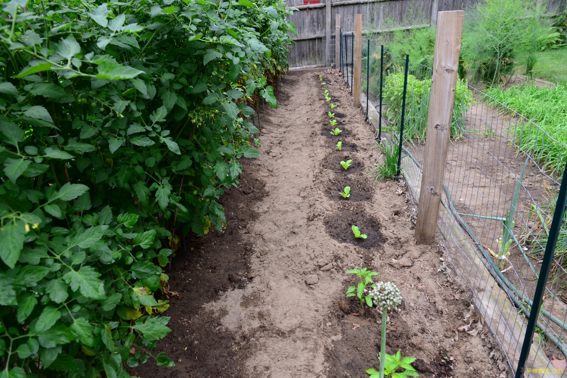 Vegitable Garden