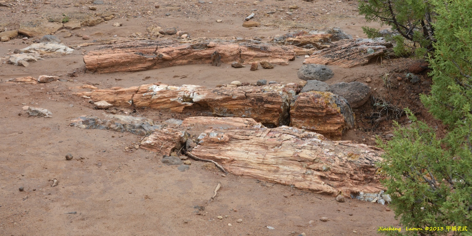 Escalante Fosill tree